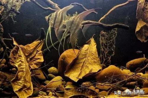 埃及观赏鱼的饲养要点,埃及神仙鱼的饲养技巧和方法