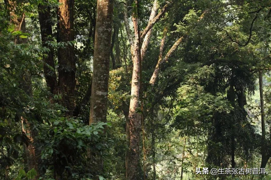 易武正山普洱茶生茶好吗,易武普洱茶生茶特点