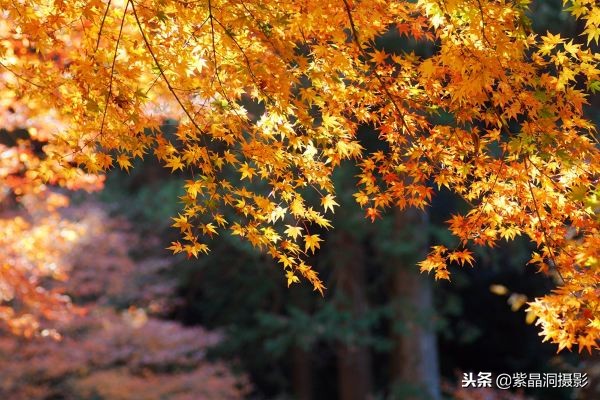 700年历史的日本小寺，为了看秋叶要买两次票，一次比一次贵