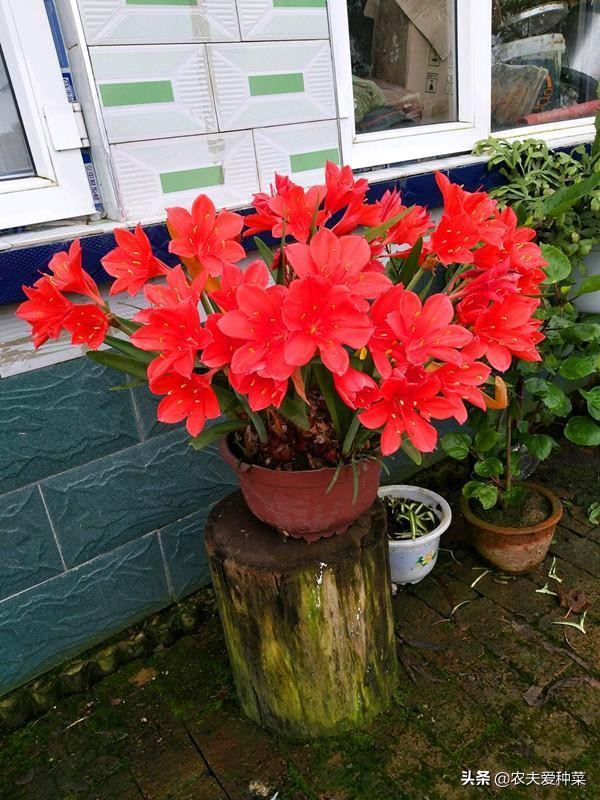 一月到三月花期的观赏花,此花一年四季开花寓意