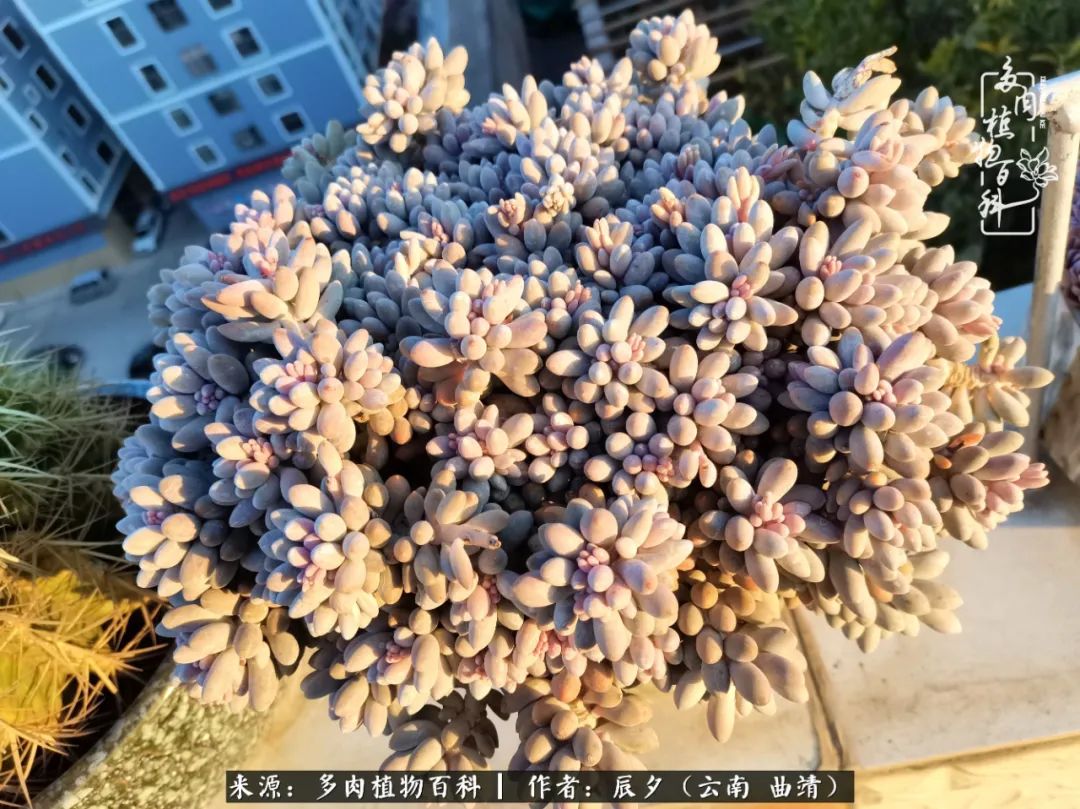 缂辩换鏃栨棊钁宠暏鐢熼,缂辩换鏃栨棊钁宠暏鐢熼鍑哄