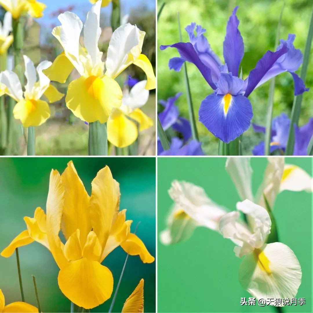 狼家球根怎么样,狼家球根上市了吗