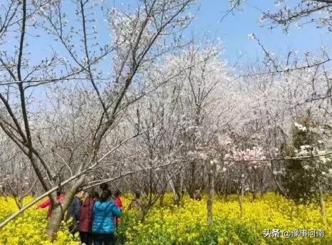 河南许昌樱花景点,许昌樱花最美的地方