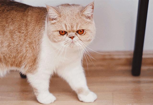 什么叫三花猫和橘猫,什么是三花猫