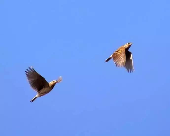 从禾花雀到云雀，又一种鸟快被中国人吃绝种了！