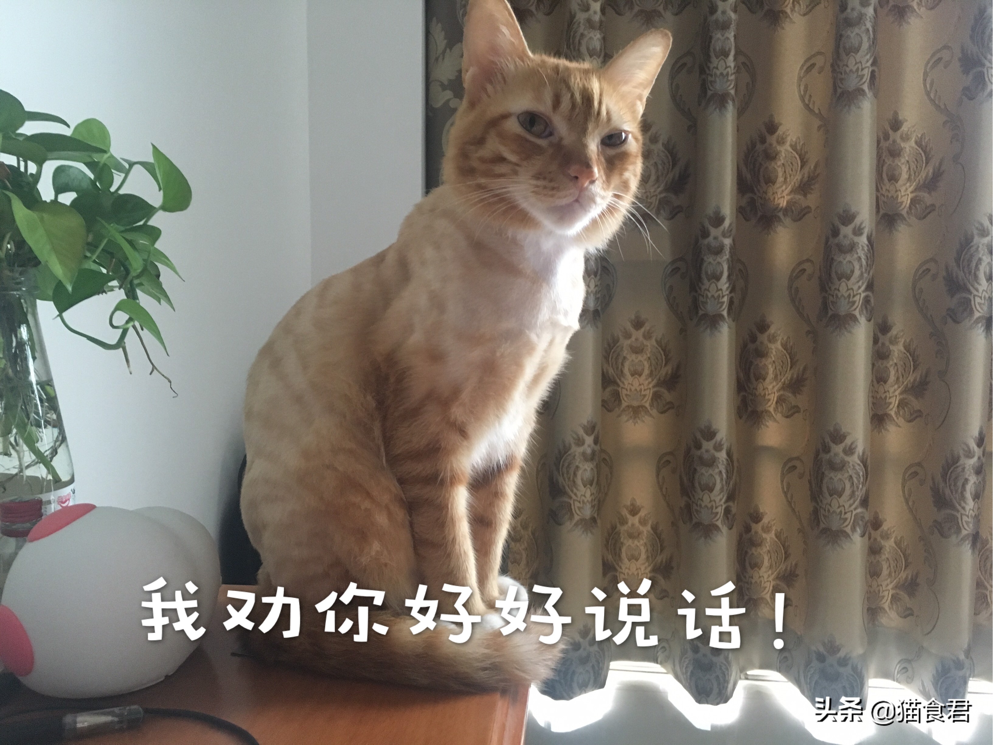 劝养猫的人别养两只猫,劝养猫的朋友都别养两只猫