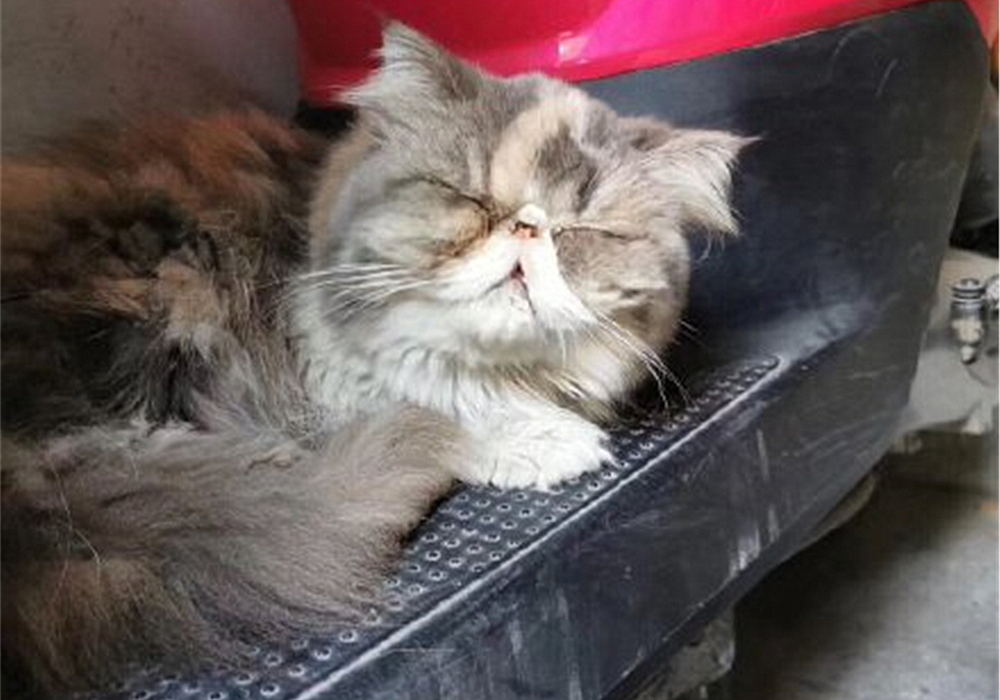 辟谣，剪流浪猫耳朵的都是坏人？需知这也是一种保护方式