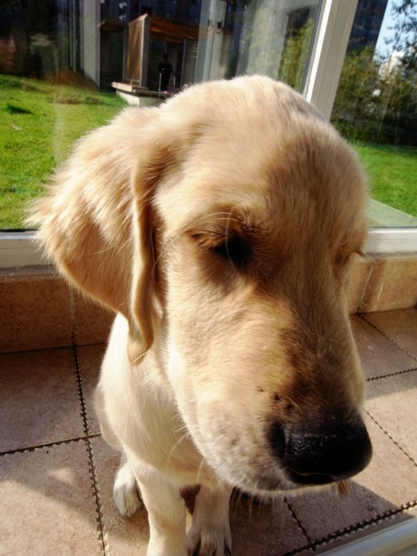 金毛犬有泪痕用什么药,金毛犬泪痕严重怎么去除