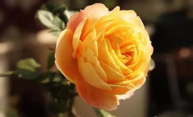 给大家介绍一下玫瑰品种,玫瑰的品种及特点介绍