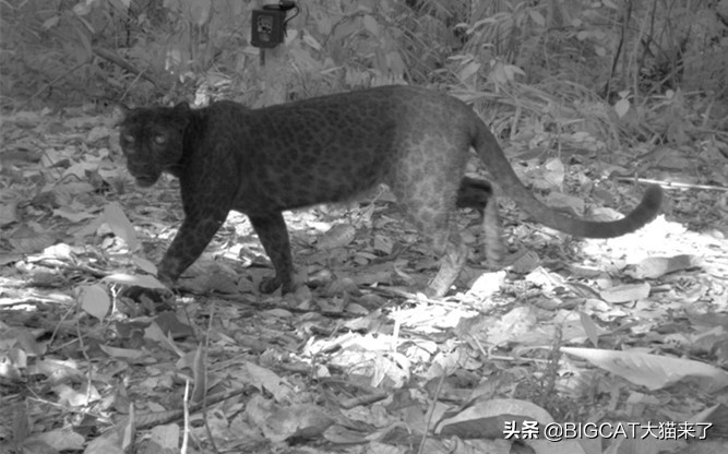 黑豹是哪个国家猫科动物,黑豹动物是哪个品种的豹子
