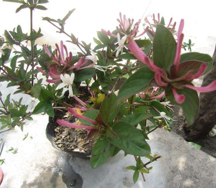 跟桂花一样香的木本花卉,比桂花还香的花一年开花200多天