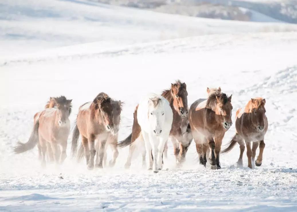 冬日的坝美有多美,冬日的坝上草原