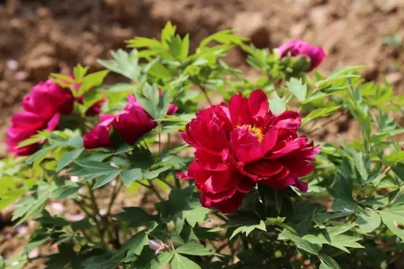 牡丹,熟悉而陌生——“花王”的前世今生,带你重新认识牡丹