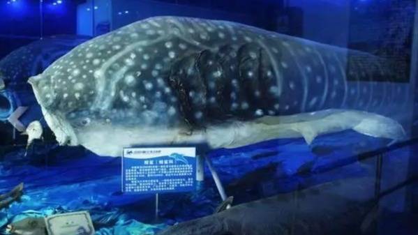 深圳小梅沙海洋世界团购票多少钱,小梅沙海洋世界团购深圳