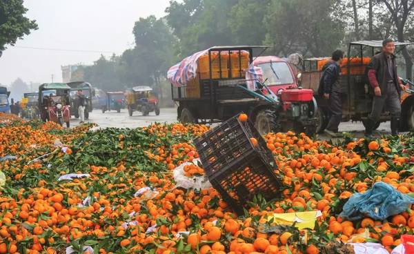 沃柑形势,2024年为何沃柑行情如此低迷