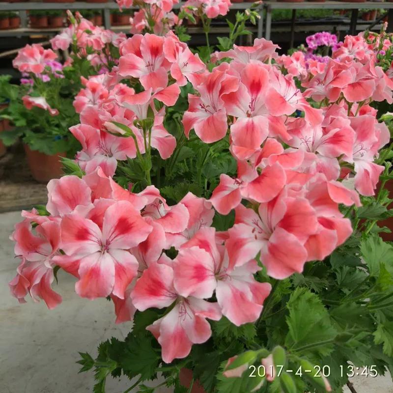 10种天竺葵,天竺葵100种图片大全