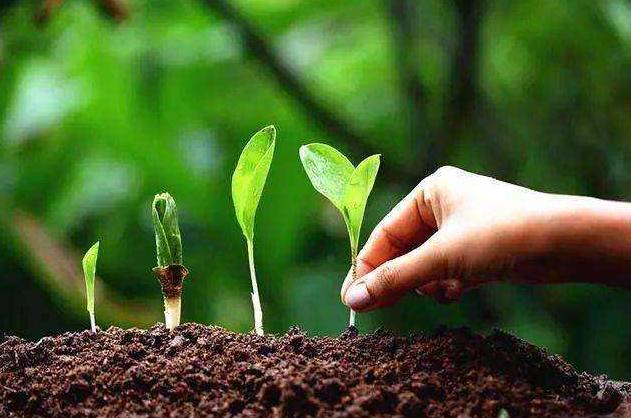 用什么菌剂修复土壤,改良土壤最佳办法用菌改良