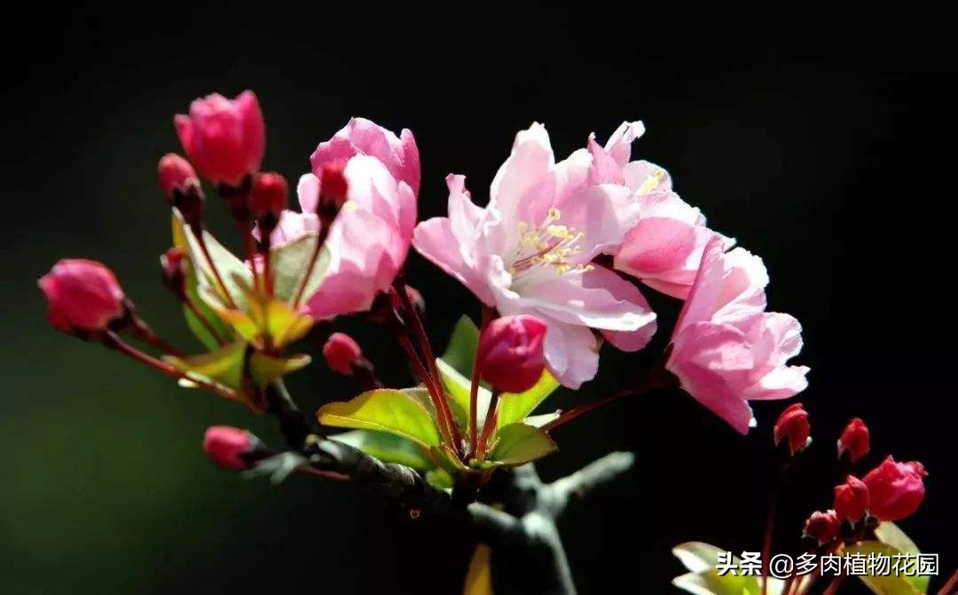 人养海棠花有什么讲究,海棠花的养法大全