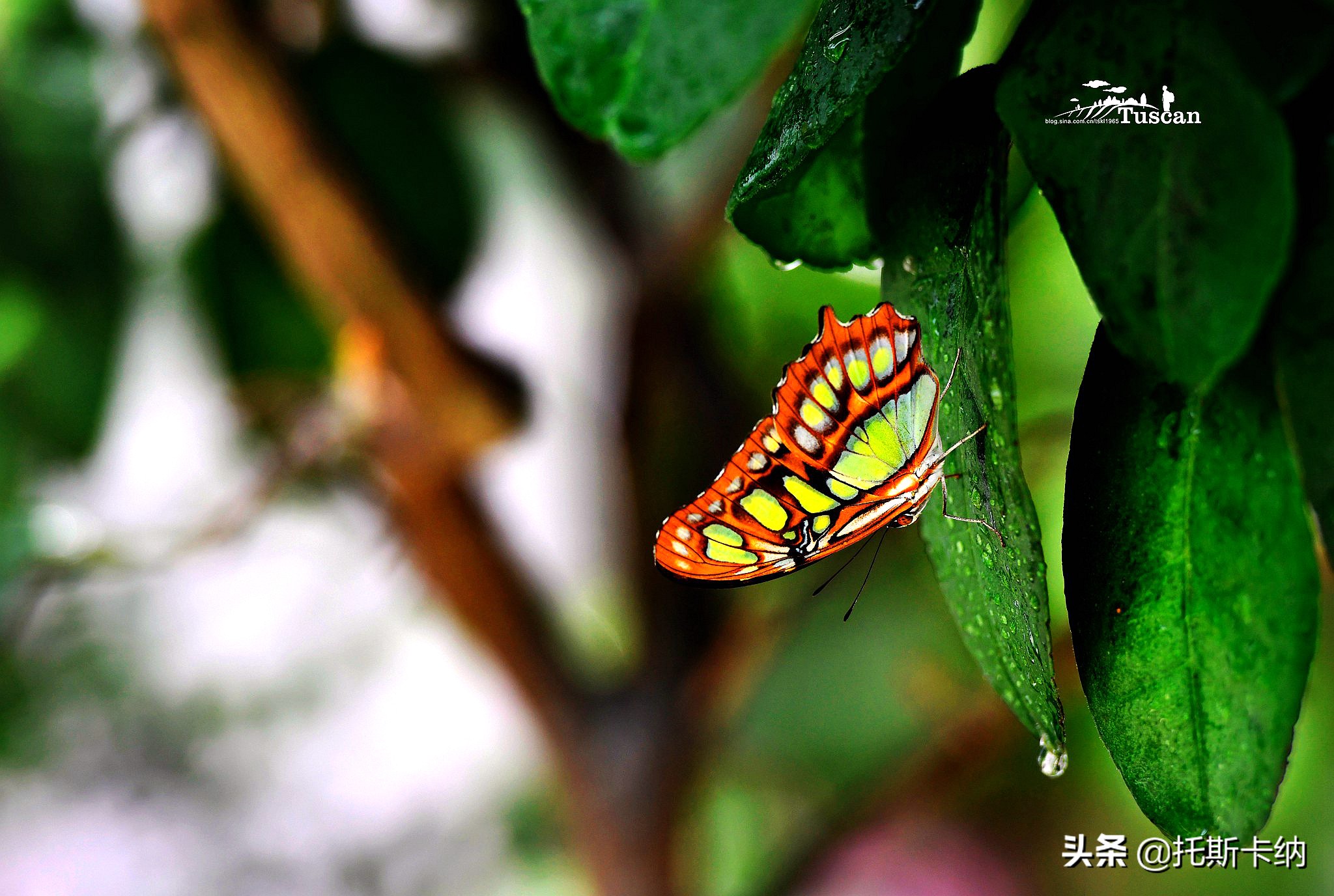 阿联酋沙迦有什么好玩,阿联酋沙迦景点介绍