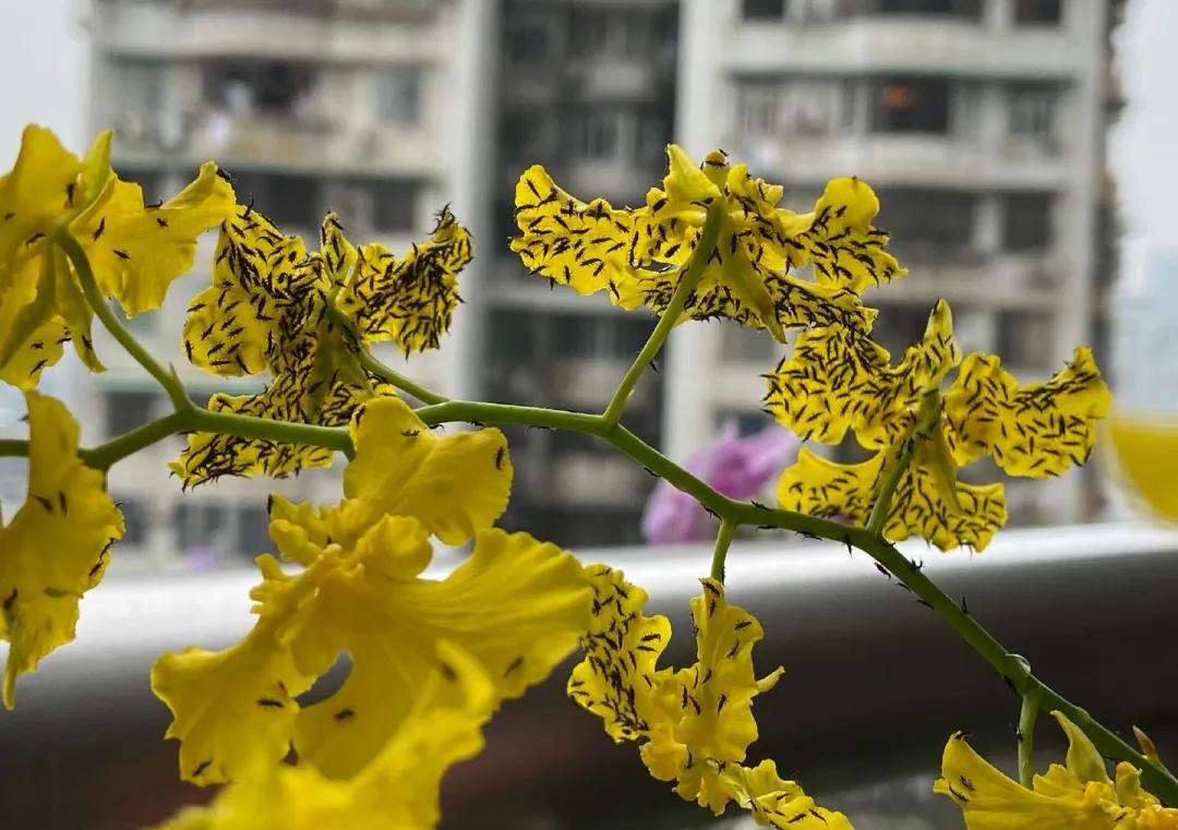 咬人很痒的小黑虫有哪些,小黑虫子咬了奇痒无比是什么虫