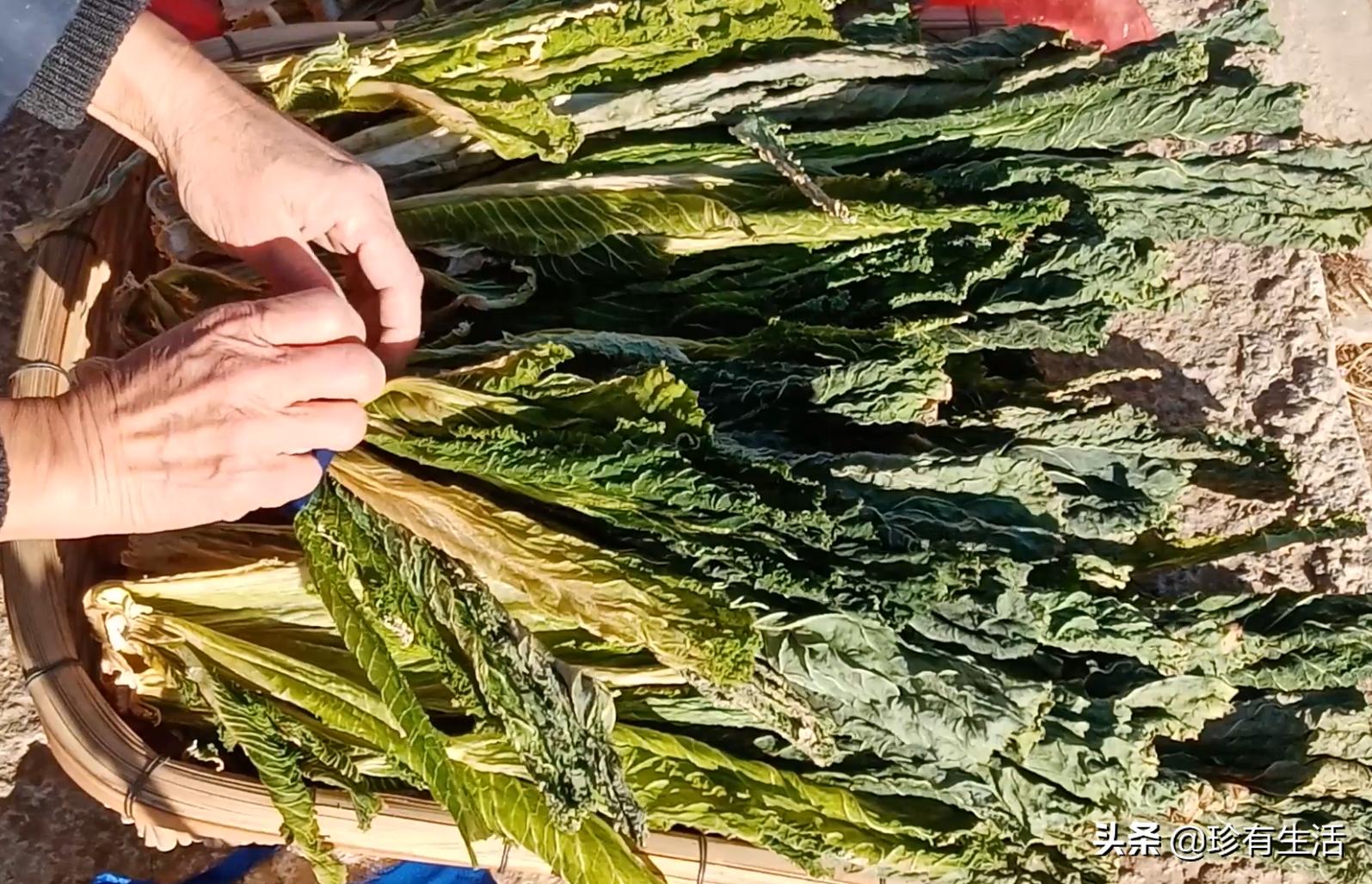 黄心白菜保存,蓟县背阴白菜