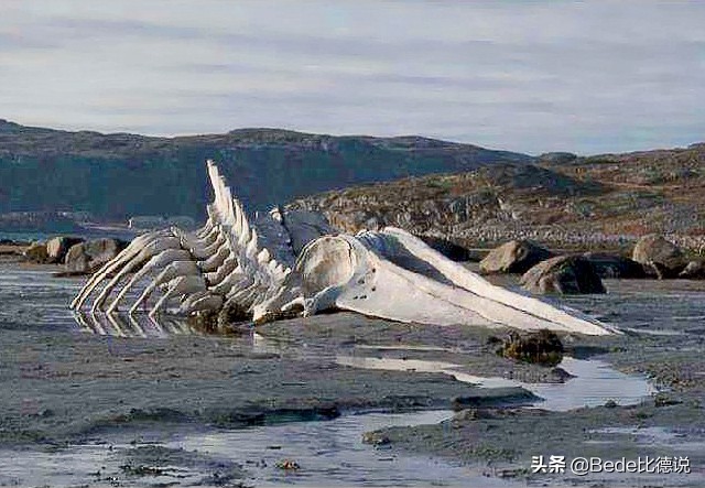 坠龙事件的龙是什么,近几年有发现龙存在吗