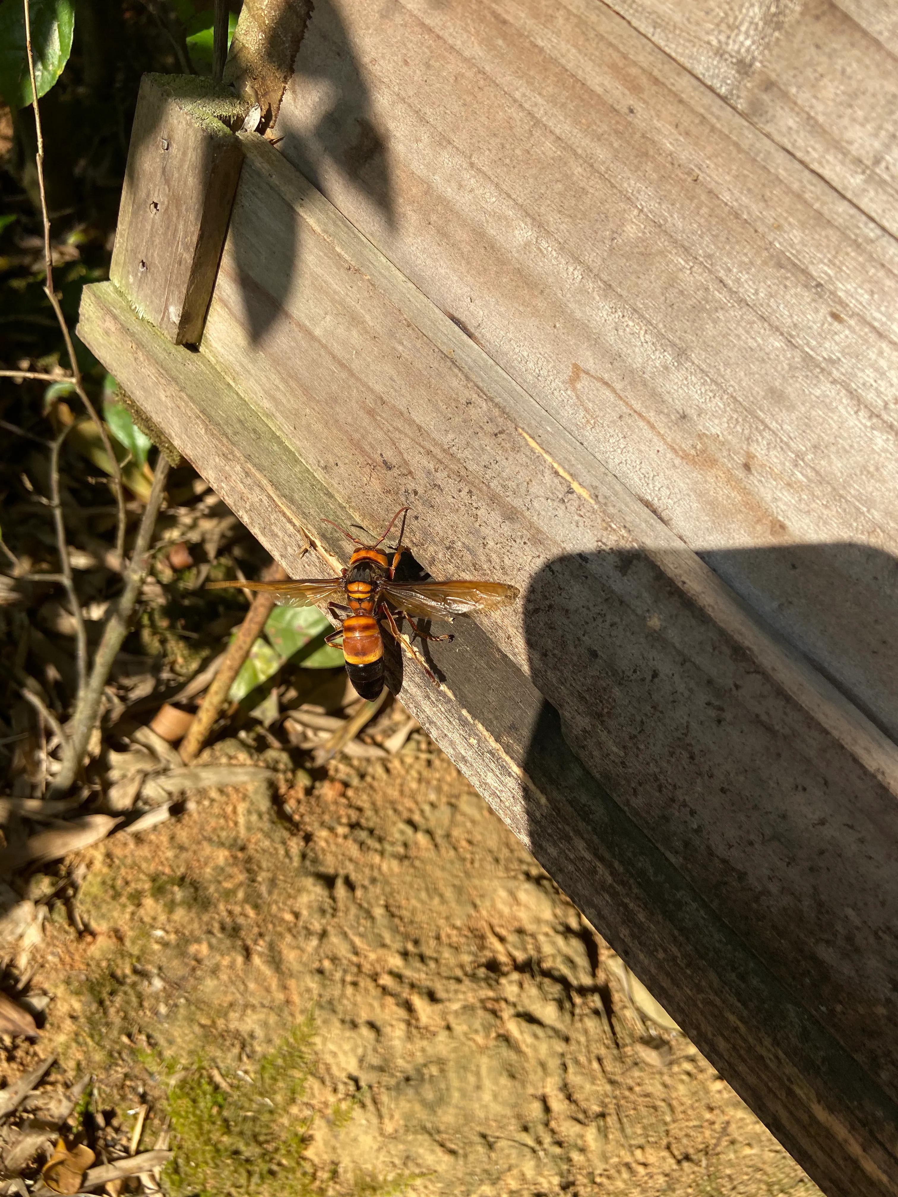 虎头蜂vs杀人蜂,大胡蜂vs虎头蜂