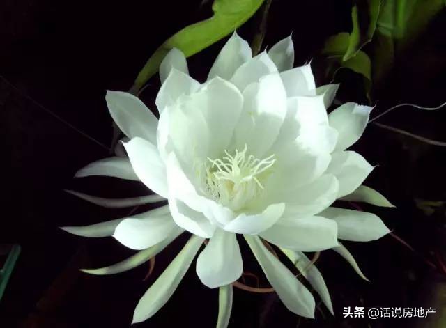 养好花六大关键十年养花经验总结,各种花卉养花技巧知识大全合集