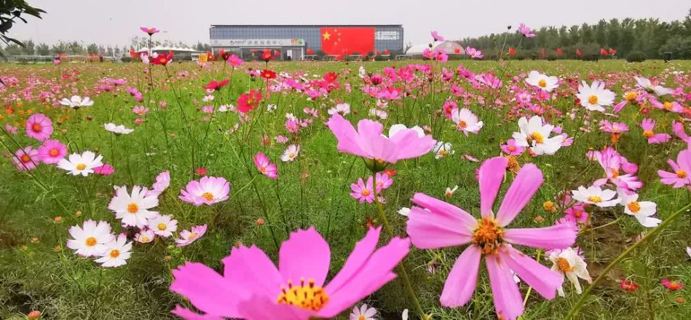 台儿庄祥和庄园自驾游攻略,台儿庄古城祥和庄园