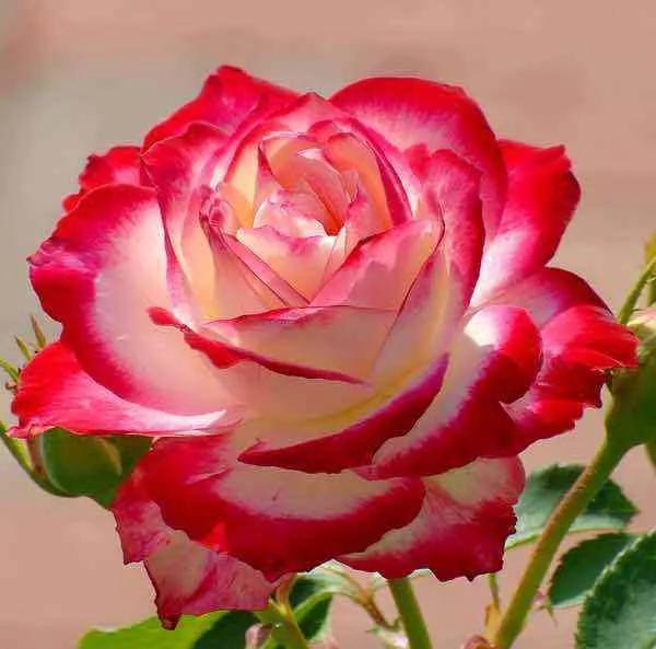 100种月季经典品种,100种经典月季品种