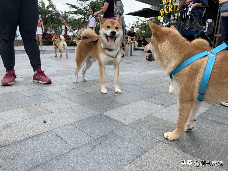 全城寻找巨型贵宾犬,刚抱回家的巨型贵宾犬