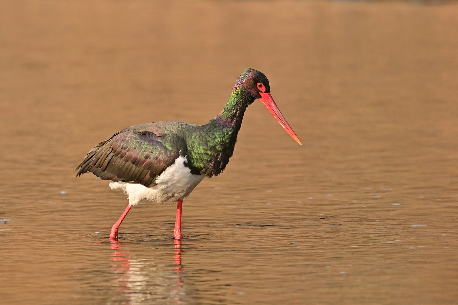 记录甜美的人像尼康z6实拍体验,尼康z6ii拍鸟怎么样