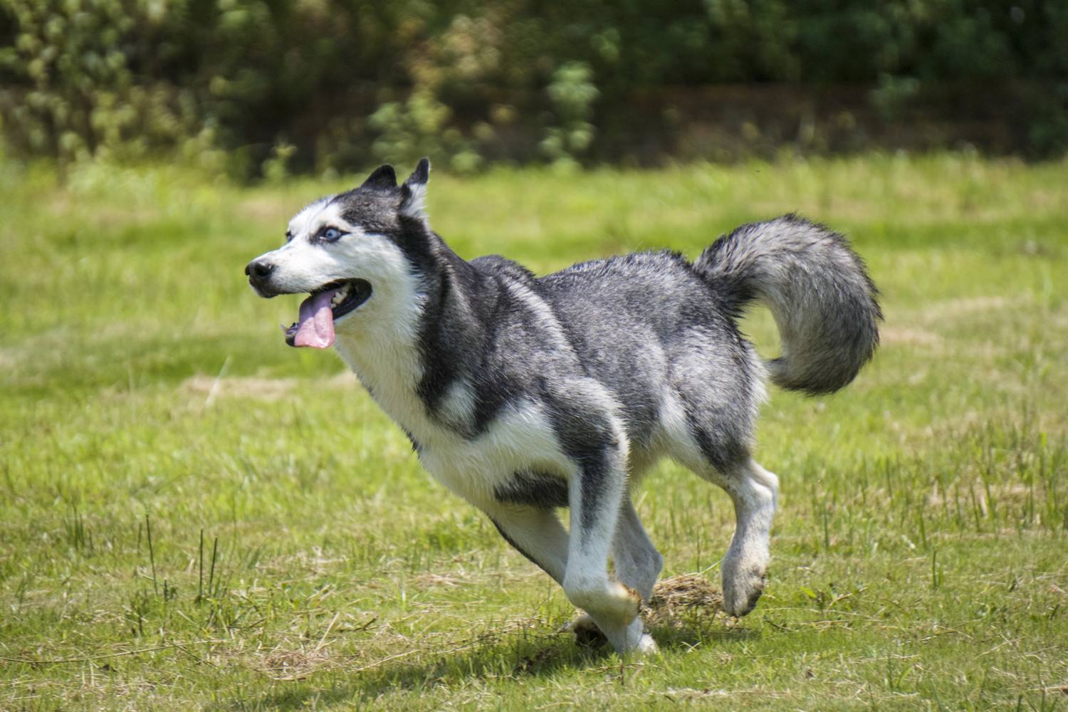 哈士奇挑食不吃饭瘦了好多,哈士奇挑食不给零食