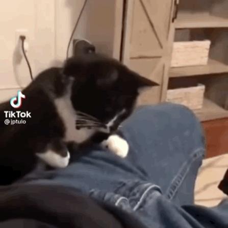 因为爸爸反对家里养狗,奶奶死活不让养狗怎么办