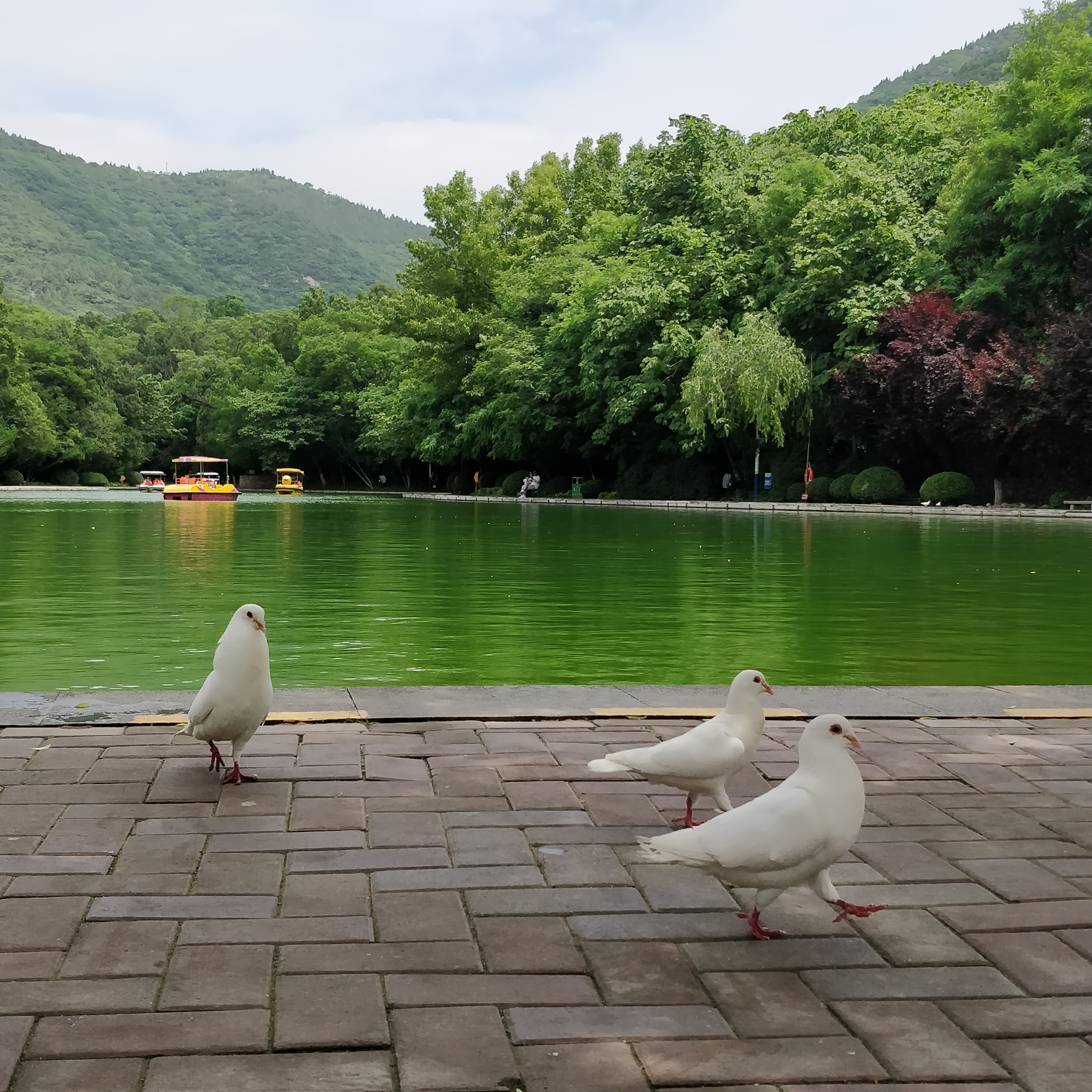 淮北相山公园相山之巅,我眼中的公园范文