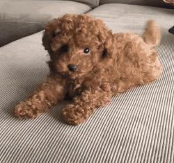 泰迪犬冷知识,泰迪的肢体语言大全