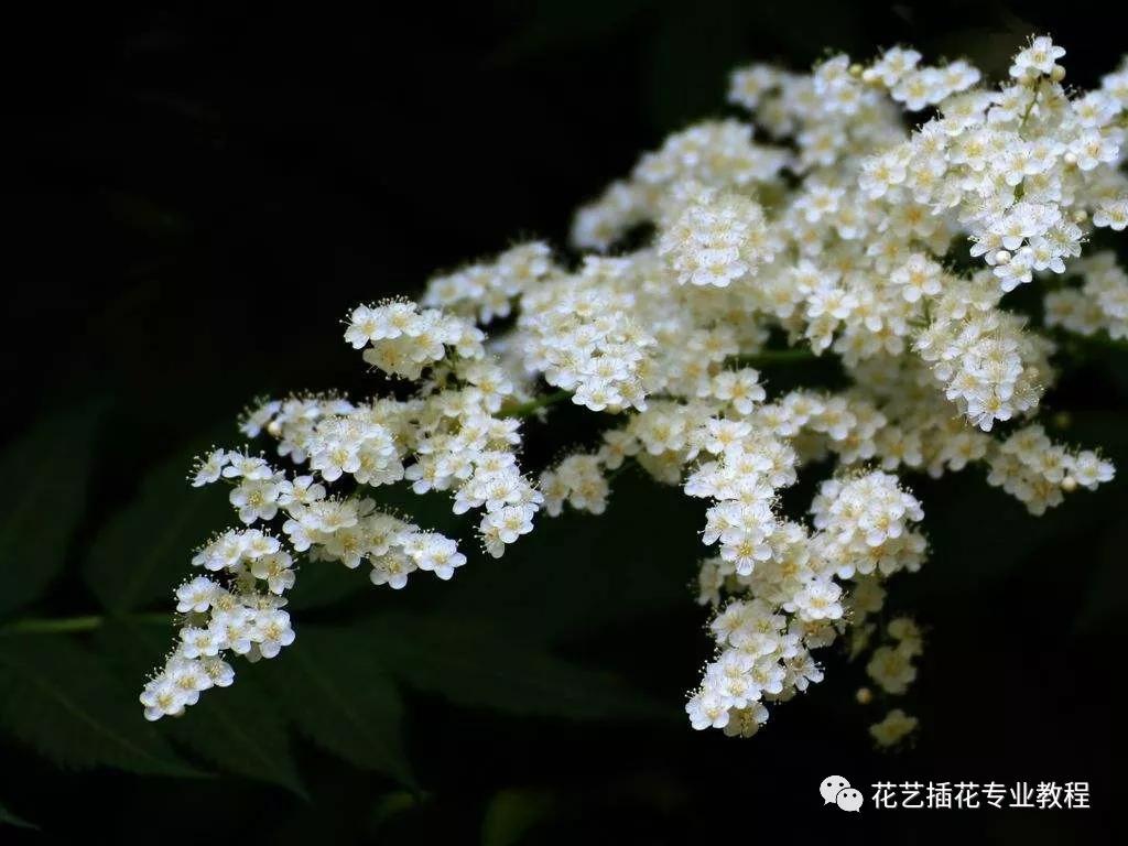 学花艺必备的花语,花艺师要知道的花与花语