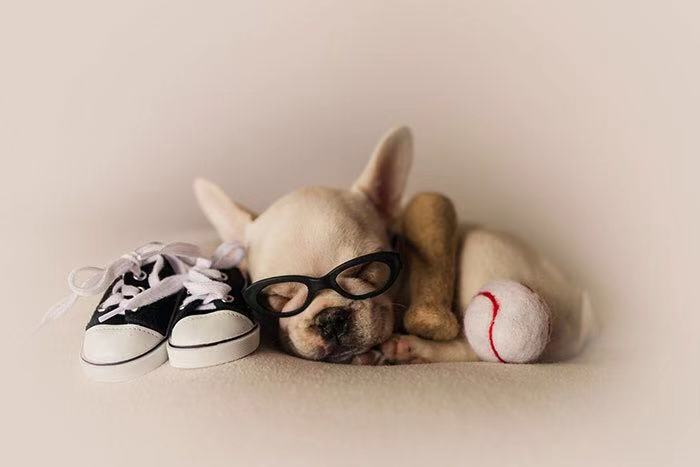 和斗牛犬拍照,斗牛犬拍写真集