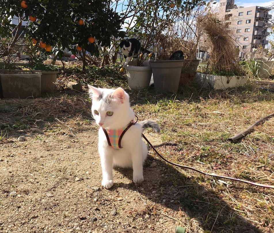 球虫病猫咪,猫咪球虫病用什么药