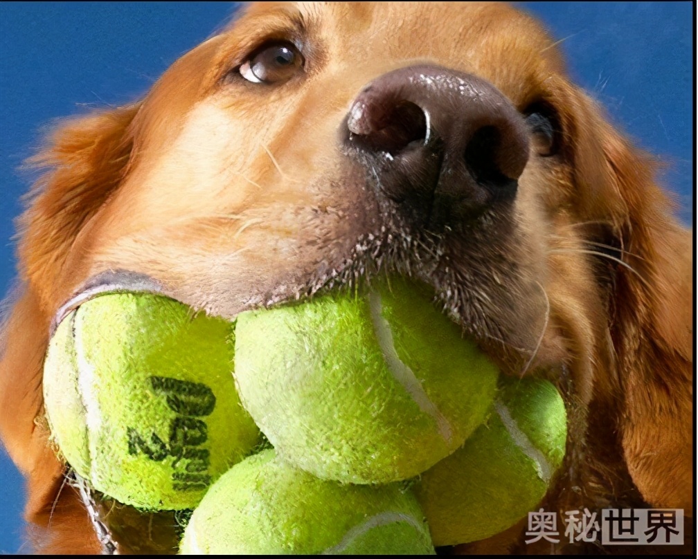 世界上最真实的小宠物图片,世界上最牛的小宠物图片