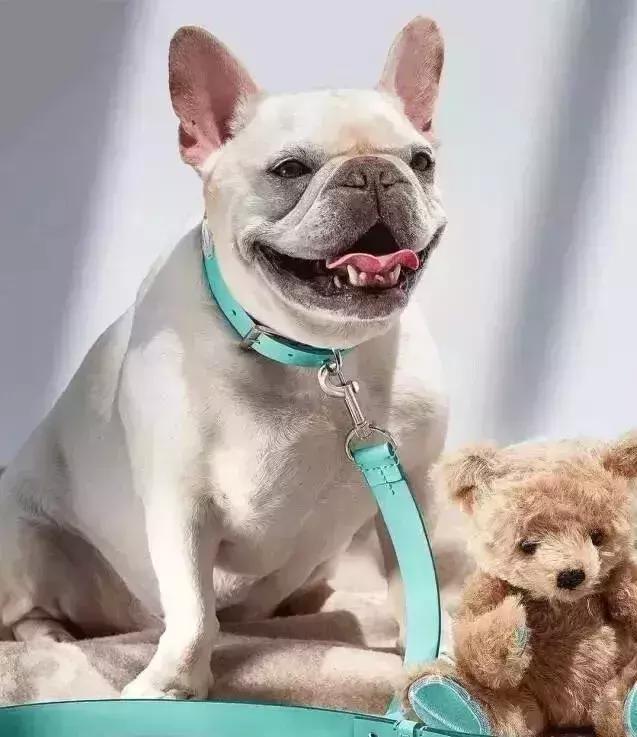 蒂芙尼蓝的浪漫,蒂芙尼蓝世上最美的颜色