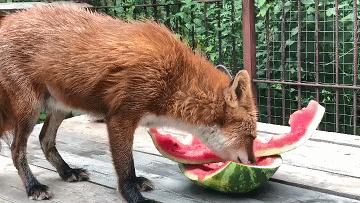 俄罗斯小哥救了兔狲,俄罗斯小哥救了只兔狲