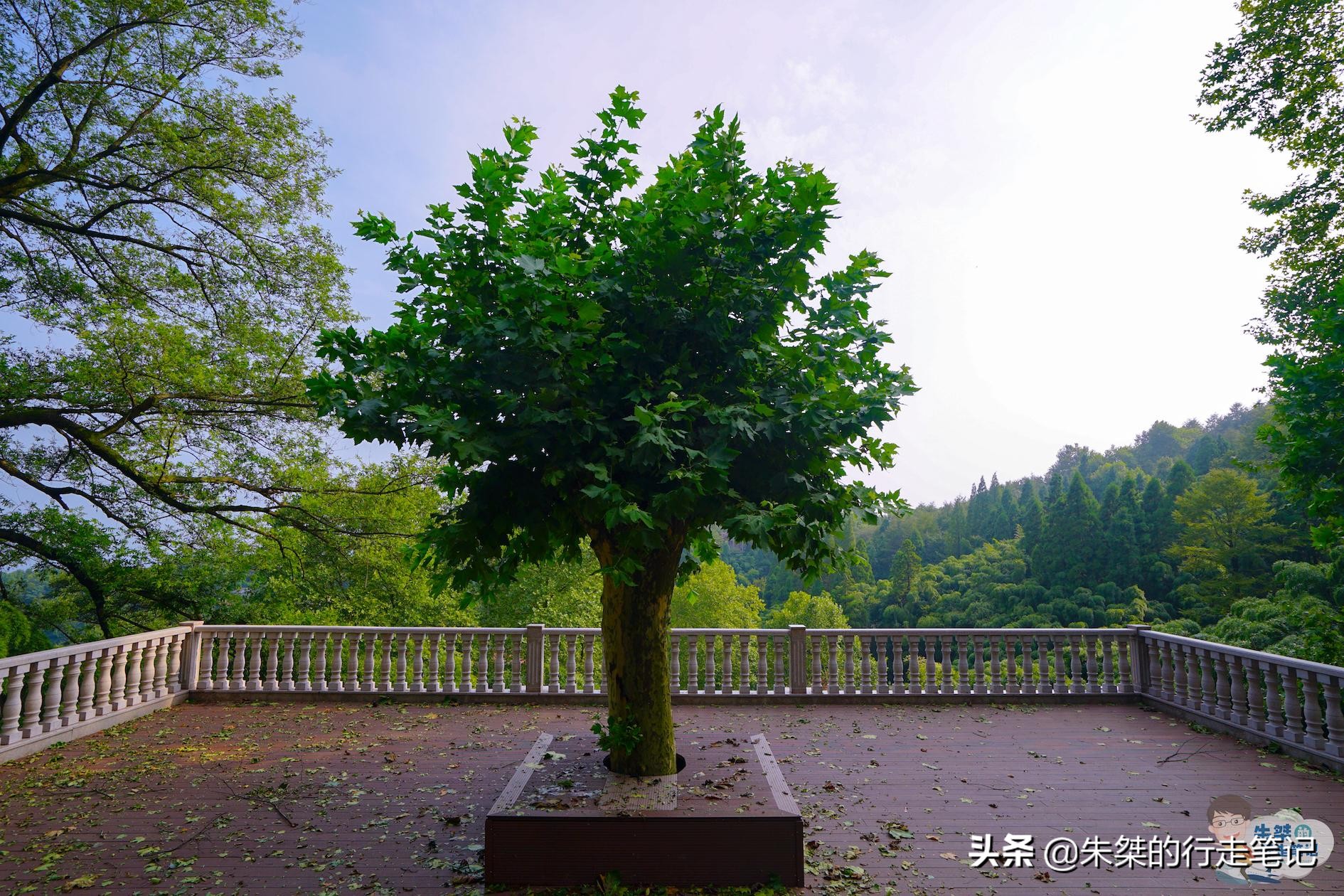 莫干山避暑旅游景点推荐,春光无限好赏花正当时