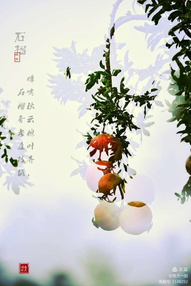 石榴一般几月份熟,石榴怎么判断熟了