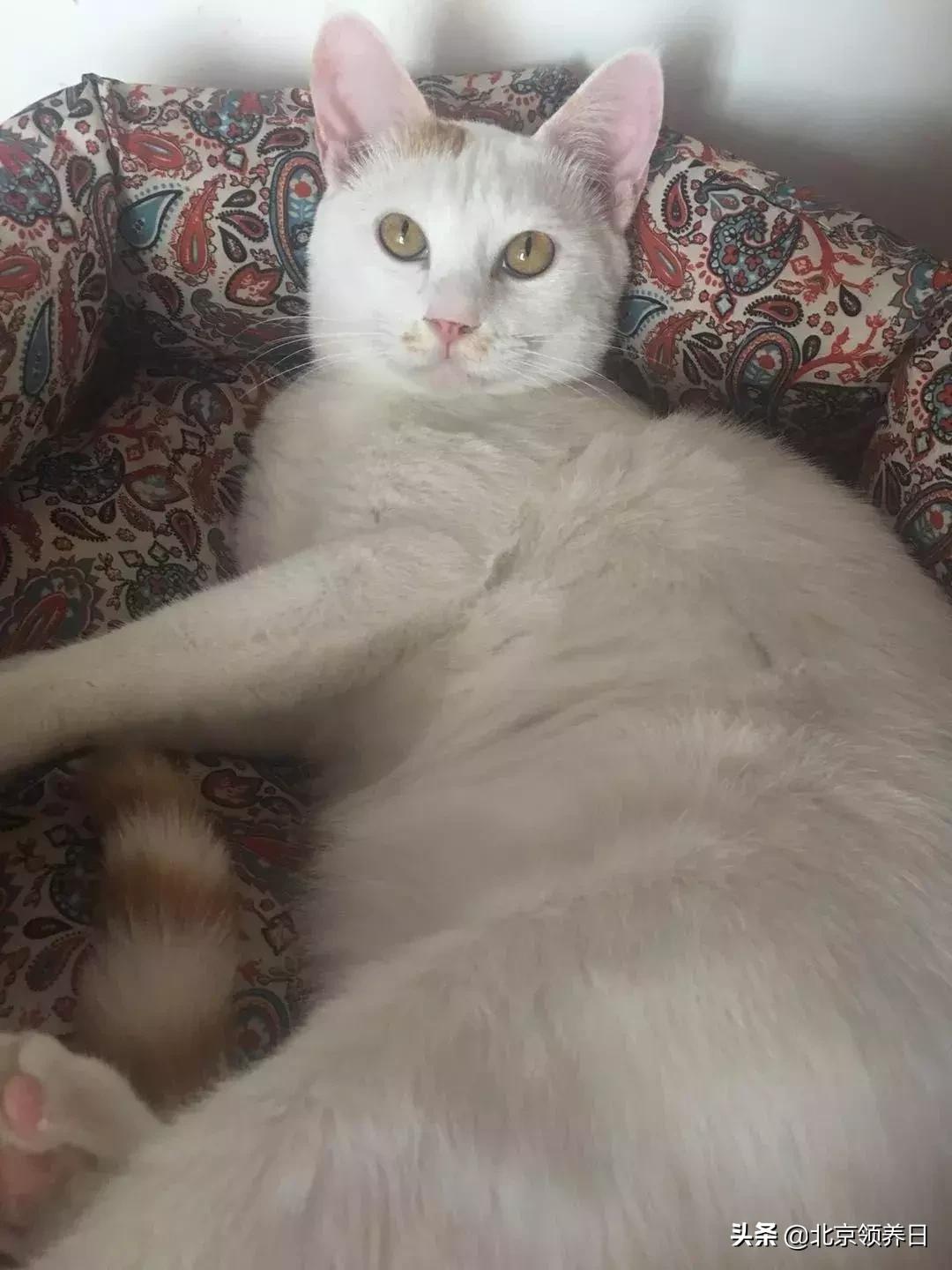 喵星人第二季,喵星人第2季免费观看