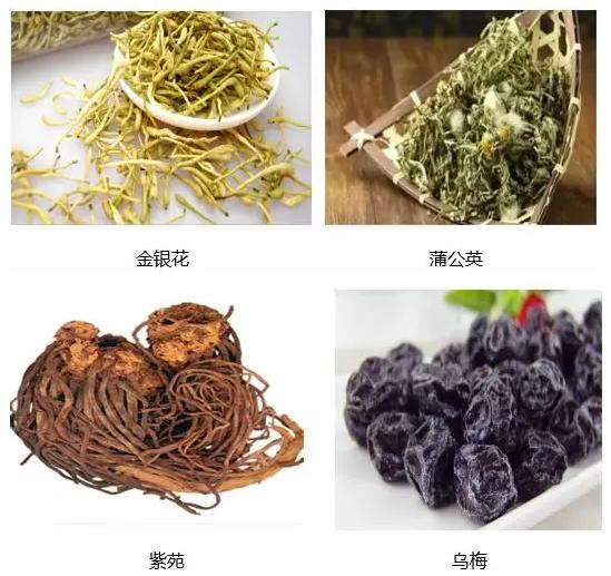 哪些花卉可以治疗鼻炎,农村常见的植物专治鼻炎