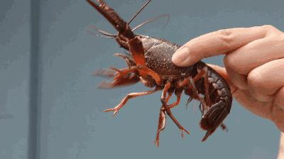 小龙虾怎么养殖存活时间最长,小龙虾养殖是浅水好还是深水好