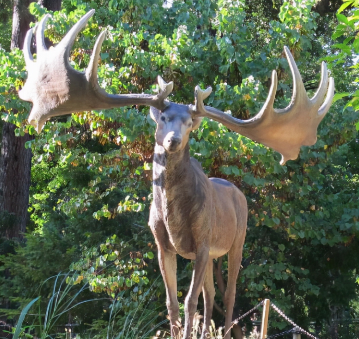 鹿角自然脱落是鹿茸吗,鹿角会自然脱落为什么还要割鹿角