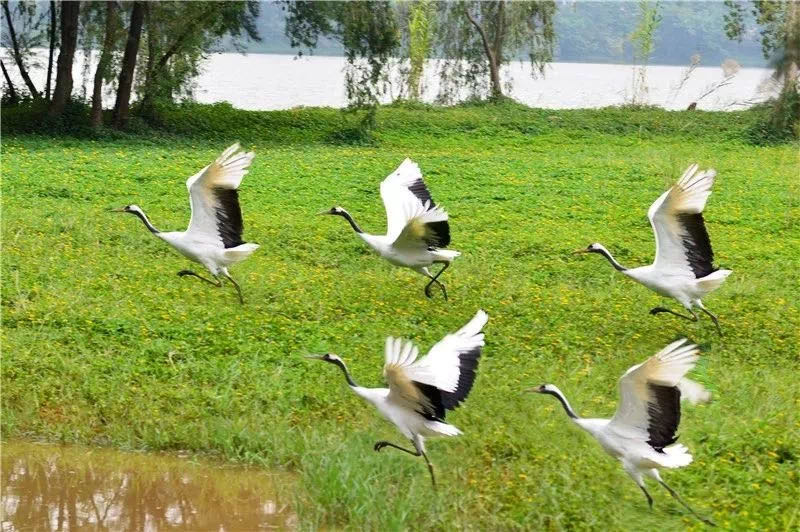 七星坠落玉湖来,乱点湖光水上栽,带你云游人间仙境七星岩。