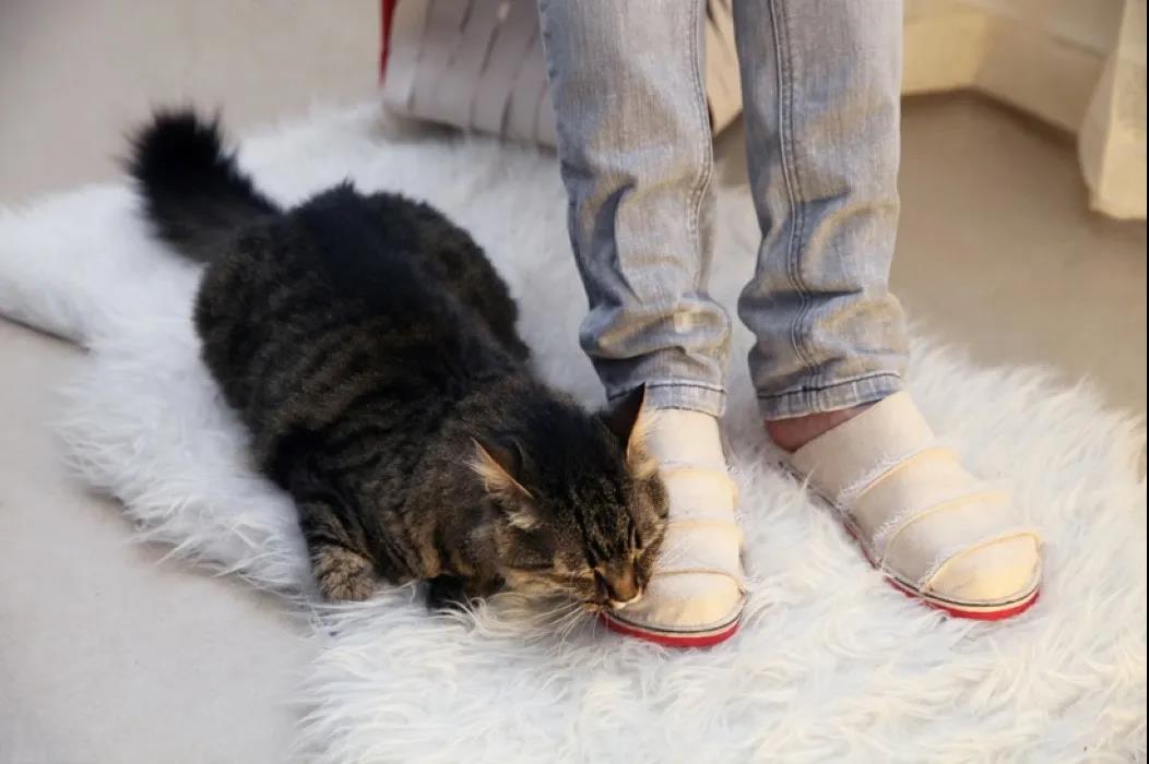 未来5年宠物智能产品,宠物产品logo设计